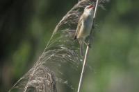 Acrocephalus schoenobaenus