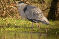 Ardea cinerea