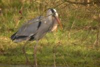 Ardea cinerea