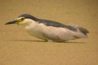 Nycticorax nycticorax