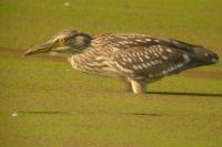 Nycticorax nycticorax