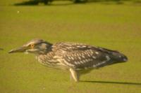 Nycticorax nycticorax