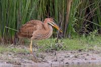 Ardea purpurea