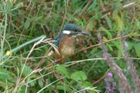Alcedo atthis