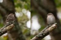 Muscicapa striata