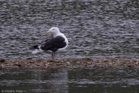 Larus marinus