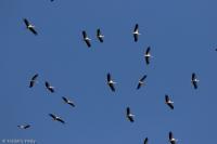 Ciconia ciconia
