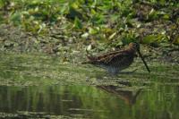 Gallinago gallinago