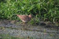 Gallinago gallinago