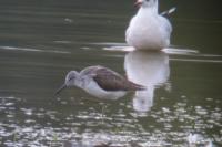 Tringa nebularia