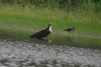 Pandion haliaetus