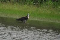 Pandion haliaetus