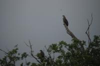 Milvus migrans