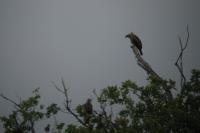 Milvus migrans