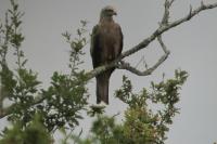 Milvus migrans