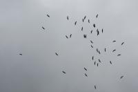 Ciconia ciconia