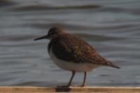 Actitis hypoleucos