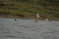 Charadrius alexandrinus