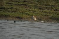 Charadrius alexandrinus