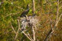 Phalacrocorax carbo