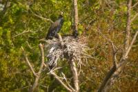Phalacrocorax carbo