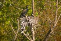 Phalacrocorax carbo