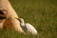 Bubulcus ibis