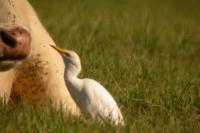 Bubulcus ibis