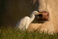 Bubulcus ibis