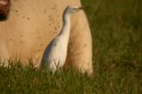 Bubulcus ibis