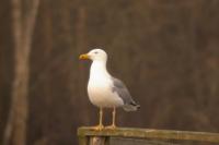 Larus michahellis
