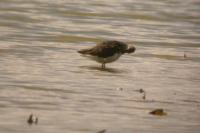 Tringa ochropus