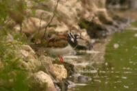 Arenaria interpres