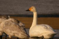 Cygnus columbianus