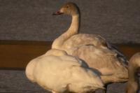 Cygnus columbianus