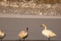 Cygnus columbianus