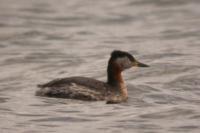 Podiceps grisegena