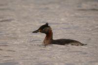 Podiceps grisegena