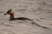 Podiceps grisegena