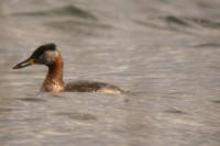 Podiceps grisegena