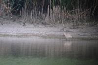 Limosa lapponica