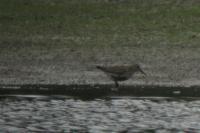 Calidris alpina