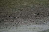 Charadrius hiaticula