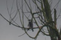 Falco peregrinus