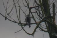 Falco peregrinus