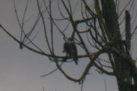 Falco peregrinus