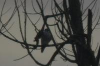 Falco peregrinus