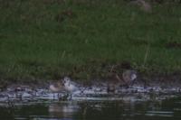 Calidris alba