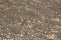 Alcedo atthis
