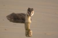 Podiceps cristatus